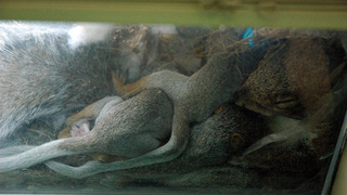 Mama Squirrel Picks Window In Brooklyn To Birth & Raise Babies